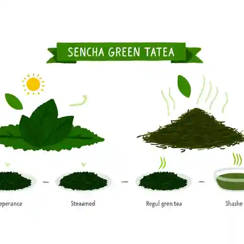 Japanese Sencha Green Tea - Sencha green tea and regular green tea leaves, showing the differences in appearance